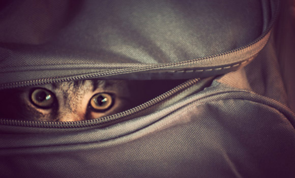 The “DNF TCG” Cat: Coming Out of the Bag!